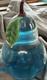 Signed Art Glass Pear Paperweight Blue Clear Green Leaf Brown Stem Etched 2008